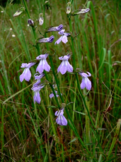 {Lobelia glandulosa}